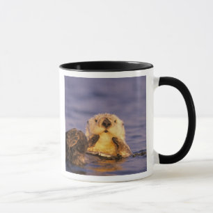 Seeotter, Enhydra lutris 5 Tasse