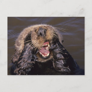 Seeotter, Enhydra lutris 6 Postkarte