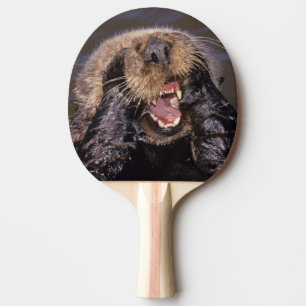 Seeotter, Enhydra lutris 6 Tischtennis Schläger