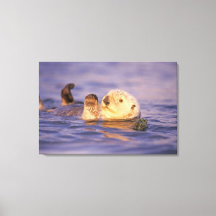 Seeotter, Enhydra lutris Leinwanddruck