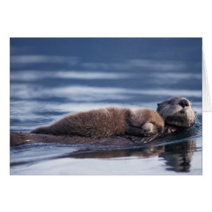 Seeotter, Enhydra lutris lutris