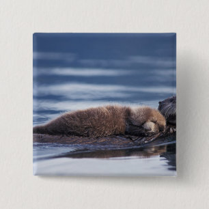 Seeotter, Enhydra lutris lutris Button