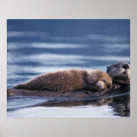 Seeotter, Enhydra lutris lutris, Mutter mit