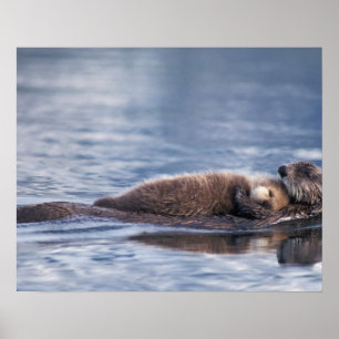 Seeotter, Enhydra lutris lutris Poster