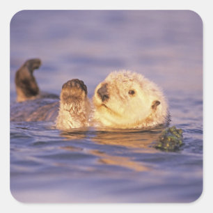 Seeotter, Enhydra lutris Quadratischer Aufkleber