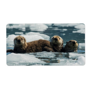 Seeotter-Familie
