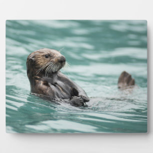 Seeotter Fotoplatte