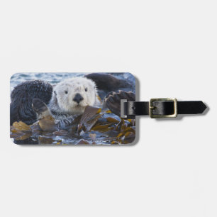 Seeotter in Seetang umhüllt Gepäckanhänger