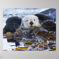 Seeotter in Seetang umhüllt