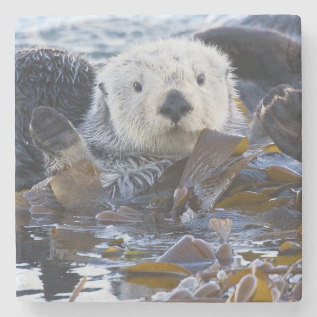 Seeotter in Seetang umhüllt Steinuntersetzer (Vorderseite)