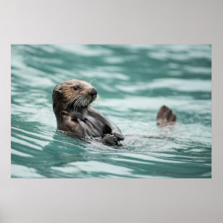 Seeotter Poster