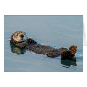 Seeotter schwimmt auf dem Rücken im Ozean