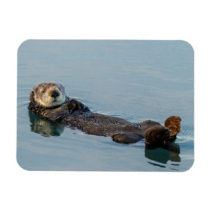 Seeotter schwimmt auf dem Rücken im Ozean Magnet