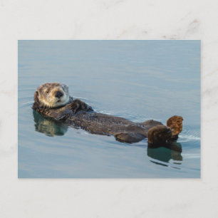 Seeotter schwimmt auf dem Rücken im Ozean Postkarte