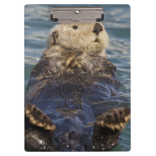 Seeotter spielen auf Eisbergen am Surprise Inlet Klemmbrett