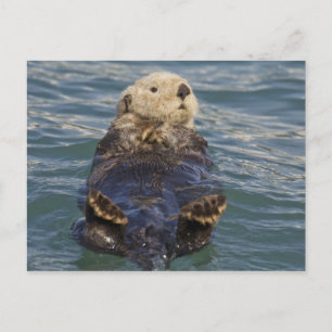 Seeotter spielen auf Eisbergen am Surprise Inlet Postkarte