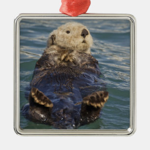 Seeotter spielen auf Eisbergen am Surprise Inlet Silbernes Ornament