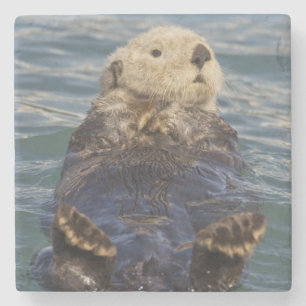 Seeotter spielen auf Eisbergen am Surprise Inlet Steinuntersetzer