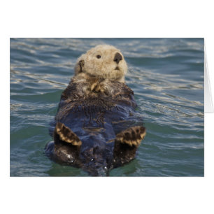 Seeotter spielen auf Eisbergen im Surprise Inlet