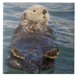 Seeotter spielen auf Eisbergen im Surprise Inlet Fliese