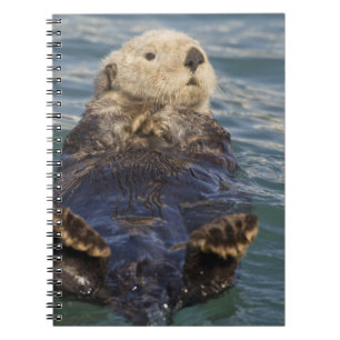 Seeotter spielen auf Eisbergen im Surprise Inlet Notizblock