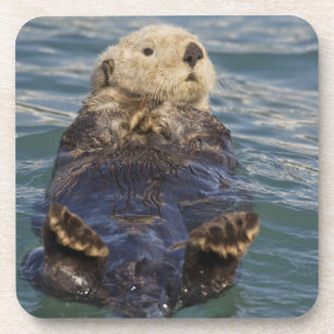 Seeotter spielen auf Eisbergen im Surprise Inlet Untersetzer