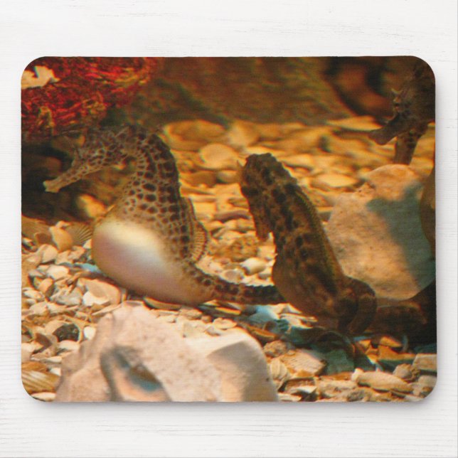 Seepferd mousepad (Vorne)