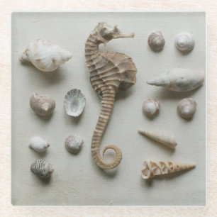 Seepferd und Muscheln Glasuntersetzer