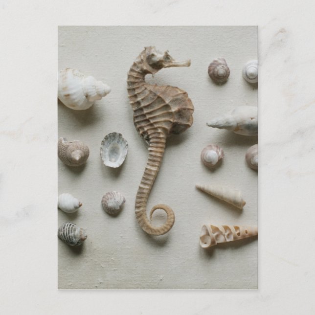 Seepferd und Muscheln Postkarte (Vorderseite)
