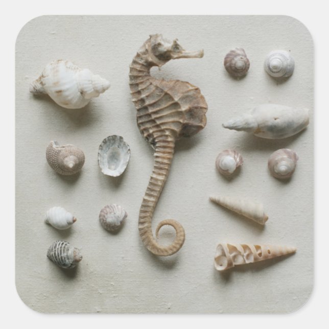 Seepferd und Muscheln Quadratischer Aufkleber (Vorderseite)