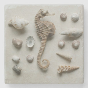 Seepferd und Muscheln Steinuntersetzer