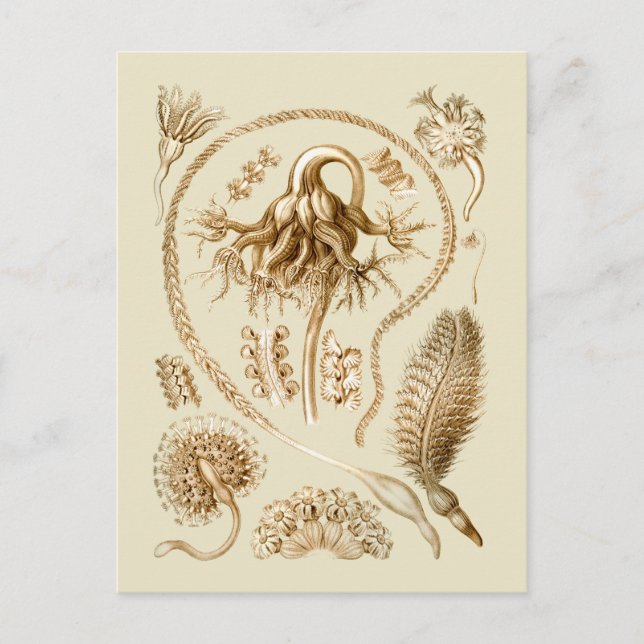 Seepferde Postkarte (Vorderseite)