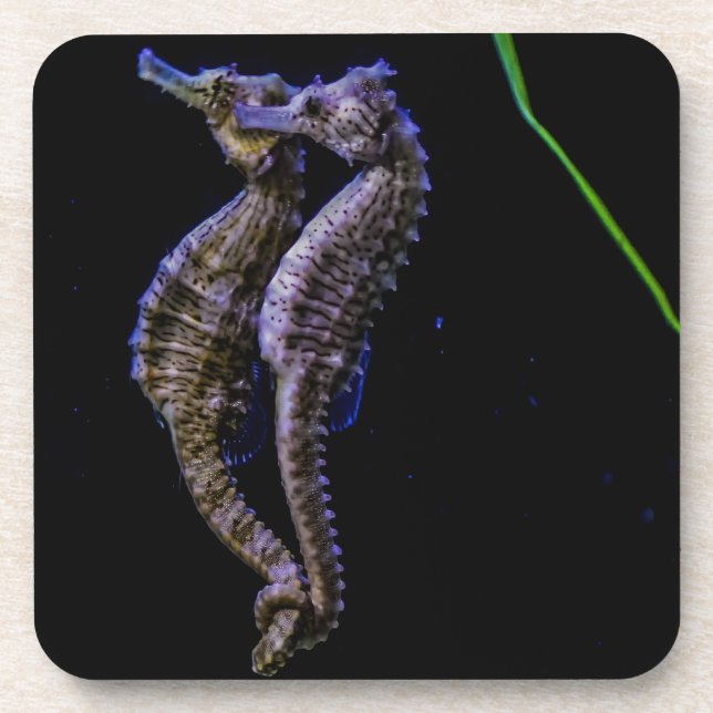 Seepferde (Seepferde) Getränkeuntersetzer (Vorderseite)