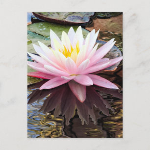 Seerose bei Morgendämmerung Postkarte