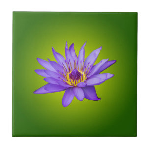 Seerosen-Blumen-Teich Wasserpflanze Lila Wasserblü Fliese