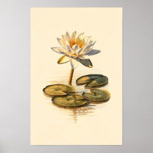 Seerosen-Botanik-Studie – 12 x 18 Poster