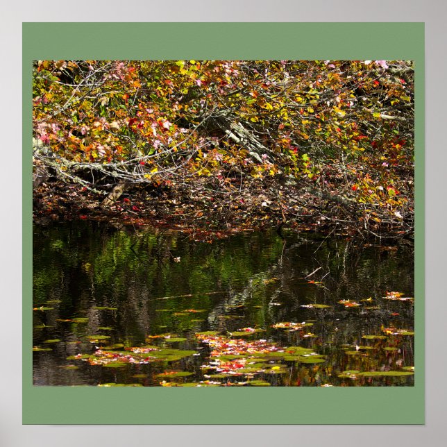Seerosen Foto Poster (Vorne)