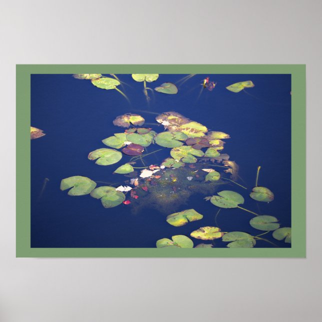Seerosen Foto Poster (Vorne)