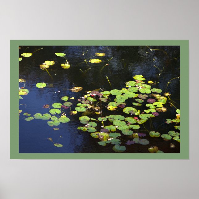 Seerosen Foto Poster (Vorne)