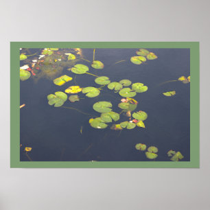 Seerosen Foto Poster