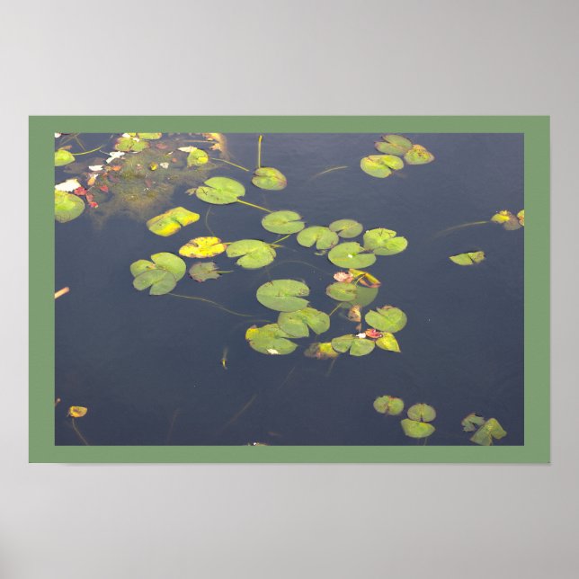 Seerosen Foto Poster (Vorne)