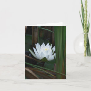 Seerosen-Lotos-Leuchten-Blumenfotografie