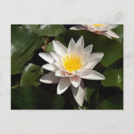Seerosen-Postkarte Postkarte
