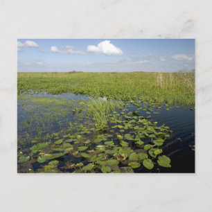 Seerosen und Schneidgras in den Florida-Everglades Postkarte