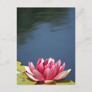 Seerosenblüten Postkarte