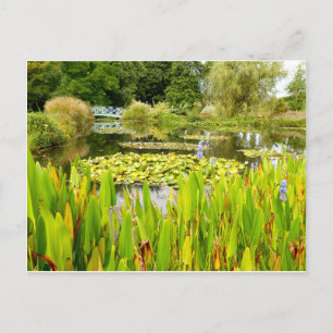 Seerosenteich Postkarte