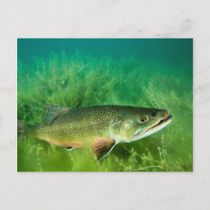 Seesaibling-Porträt, Emerald Lake, Montana Postkarte