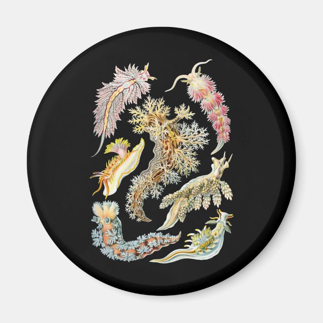 Seeschlacht Magnet (Vorne)