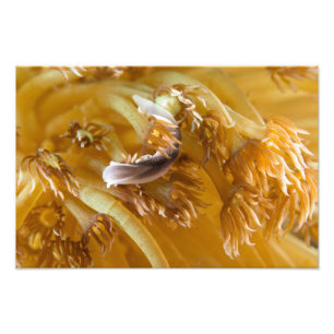 Seeschnecke auf gelber Anemone Fotodruck