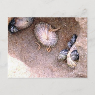 Seeschnecken und Barnacles Postkarte